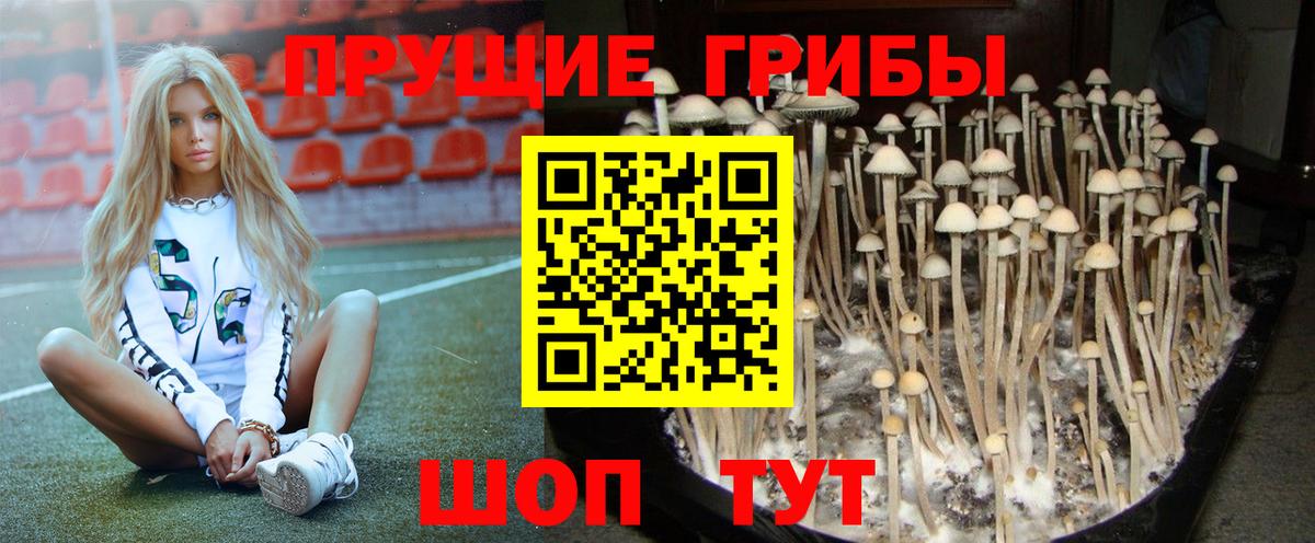 Асино  Псилоцибиновые грибы Cubensis  Вход с VPN 